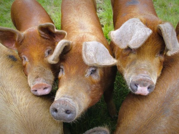 Plemeno duroc