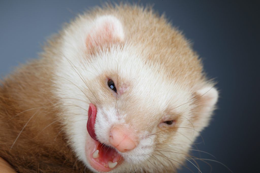 Pastel ferret