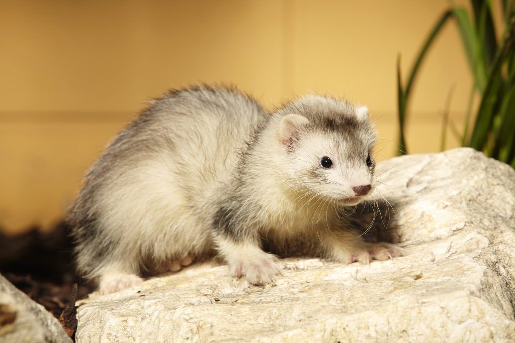 Ferret Silver