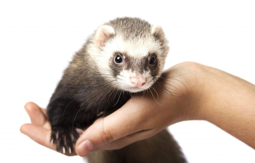 Ferret siamese