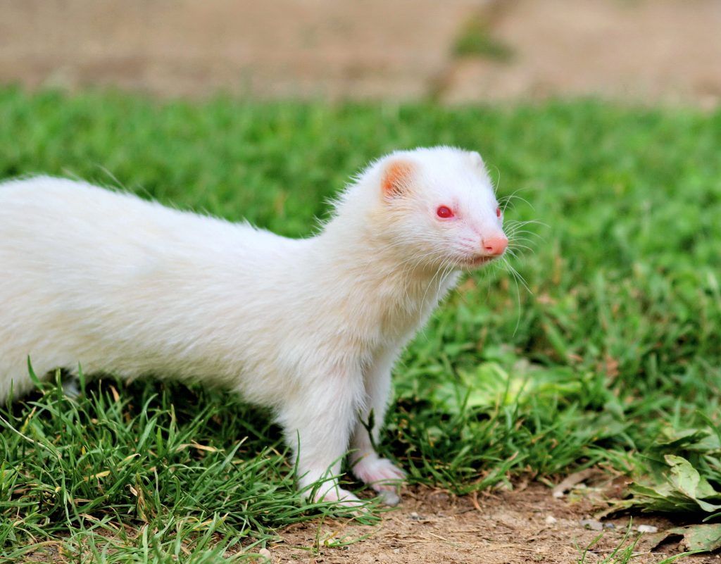 Ferret Albino