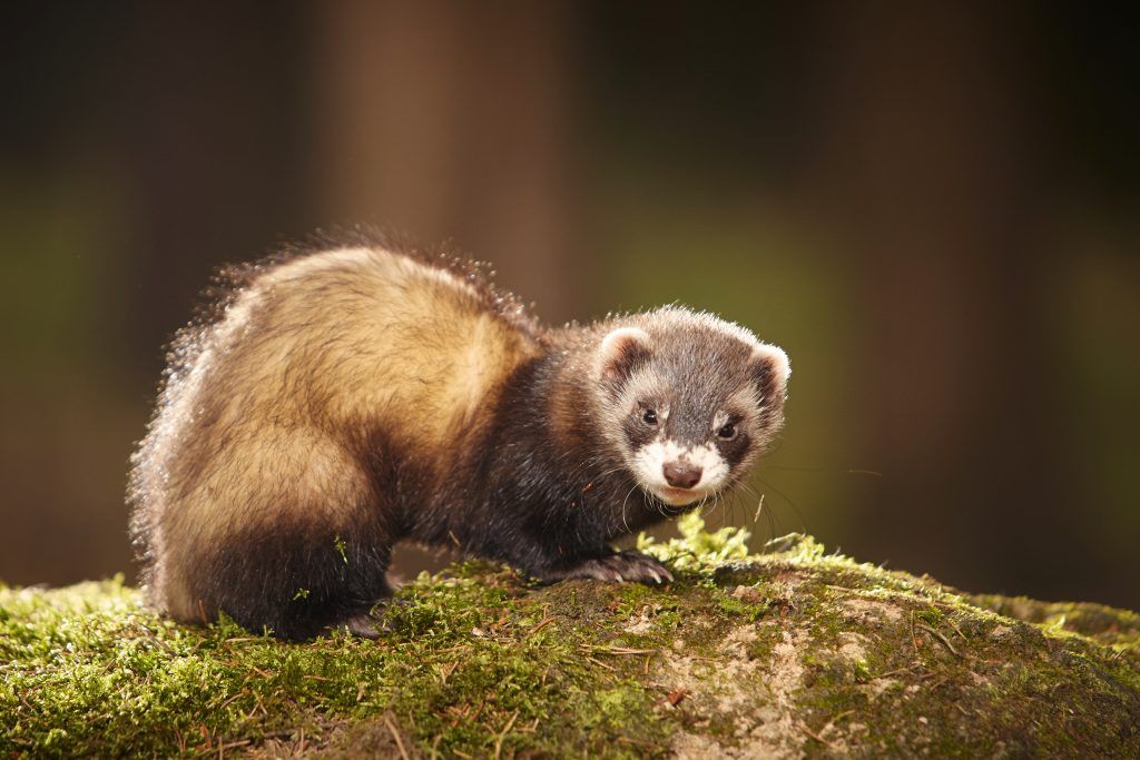 Ferret Sable