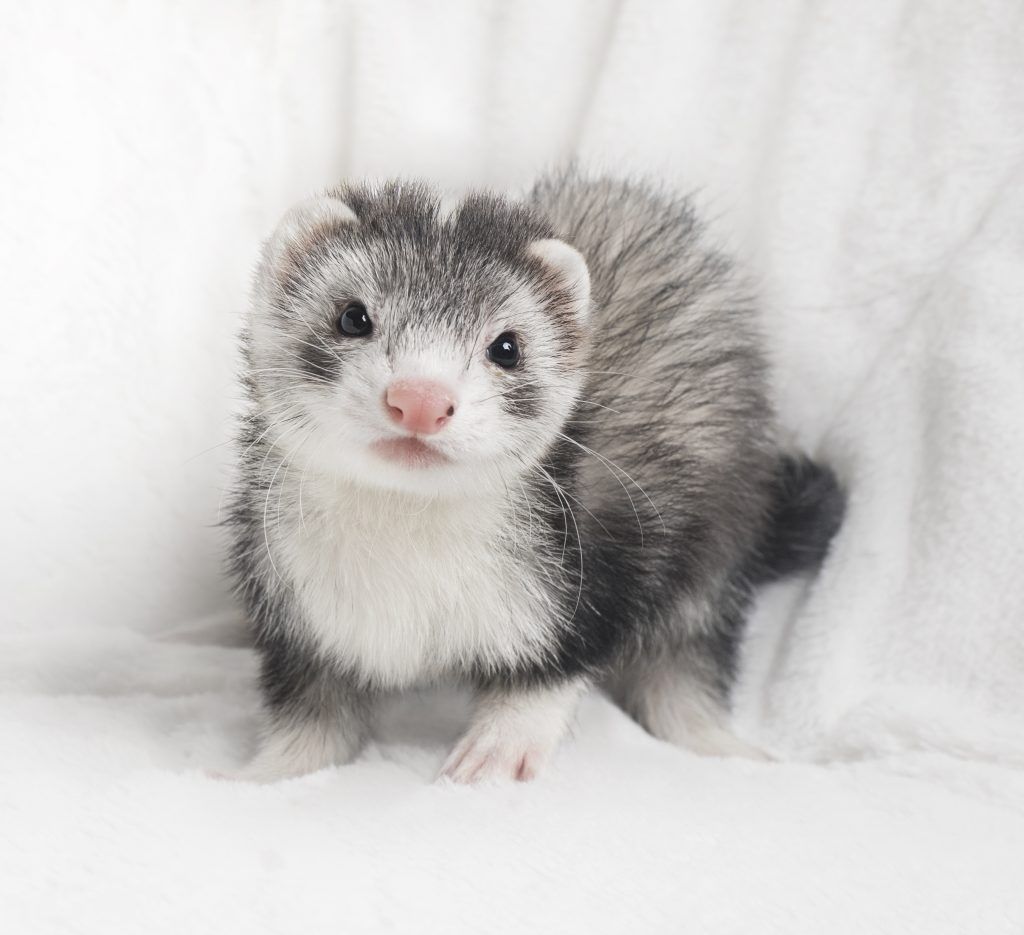 Ferret Blaze