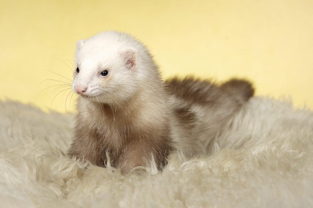 Ferret Champagne