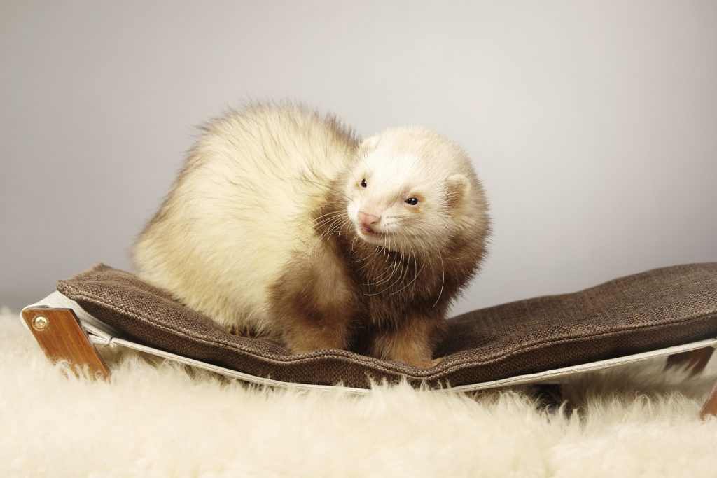 Ferret Cinnamon