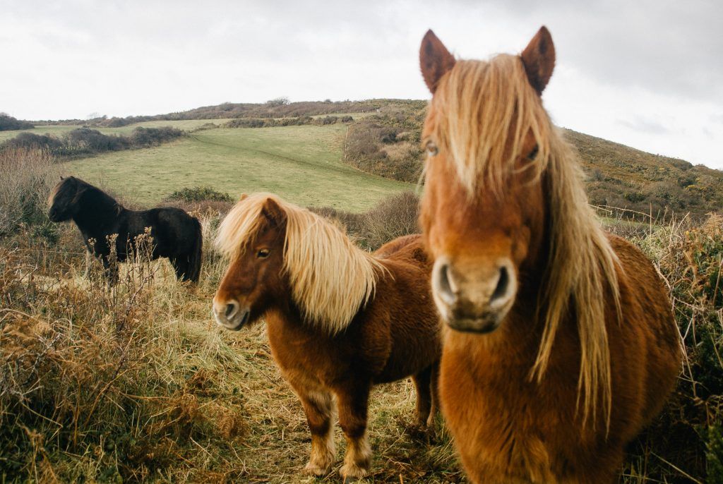 Plemená pony