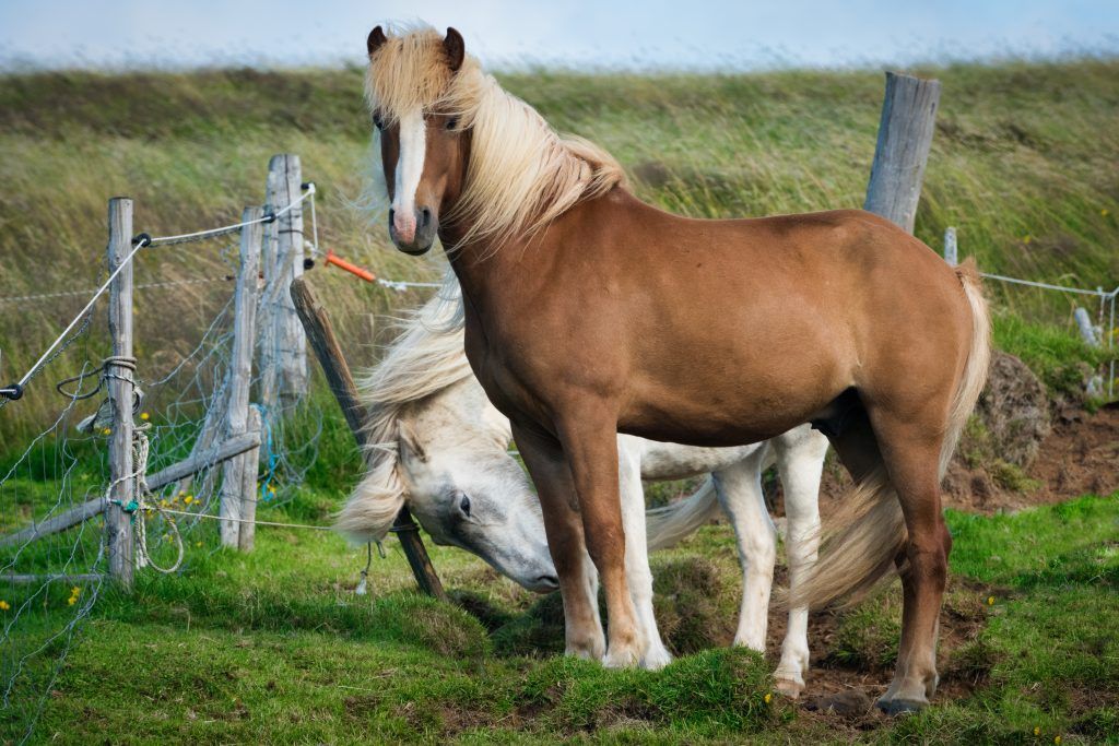 Icelandic pony