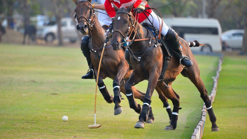 Polo pony