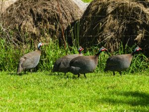 Mga pakinabang ng pag-aanak ng guinea fowl