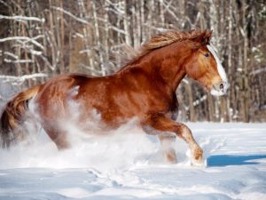 Nag-breed ang kabayo ng mabigat na trak ng Russia