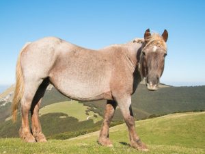 Le plus grand cheval du monde