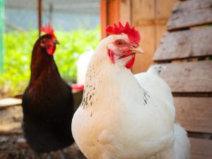 Paglalarawan ng malalaking lahi ng manok