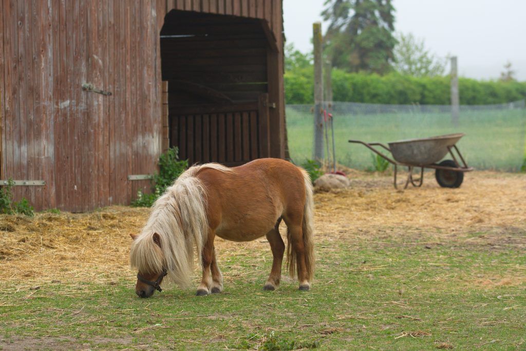 Shetlandský poník