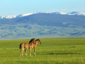 Mga Katangian ng Rocky Mountain Horses