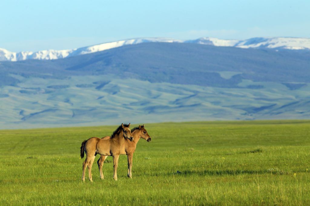 Mga Katangian ng Rocky Mountain Horses