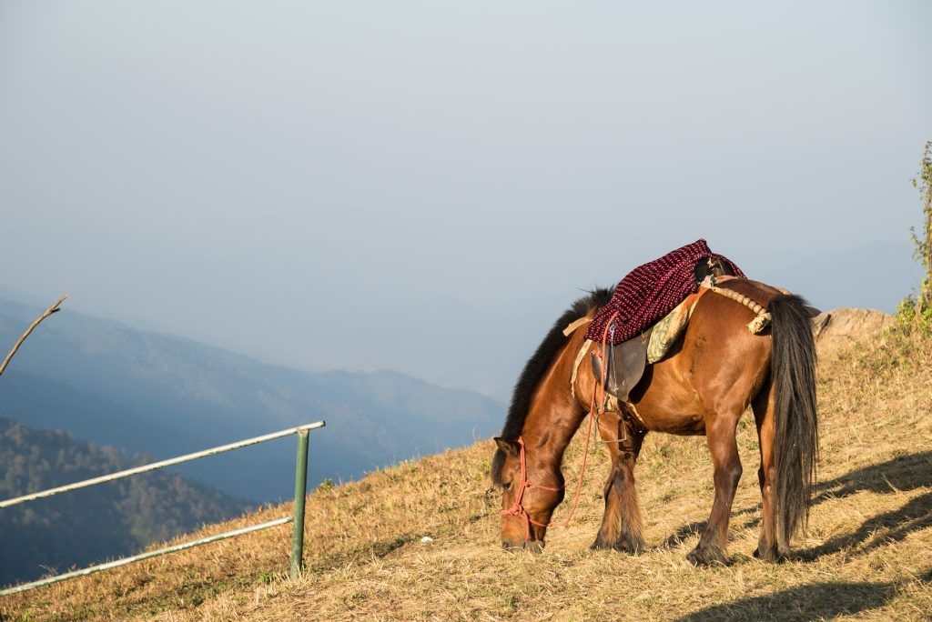 Ang Rocky Mountain Horse ay prized bilang isang sasakyan