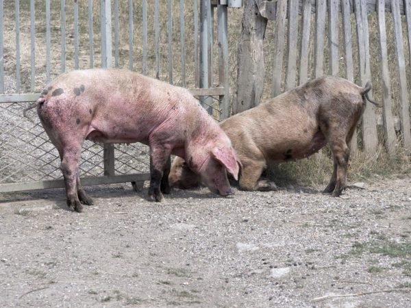 Combien de jours le cochon marche-t-il