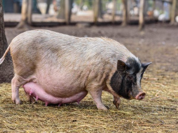 Gaano katagal ang paglalakad ng isang buntis na baboy