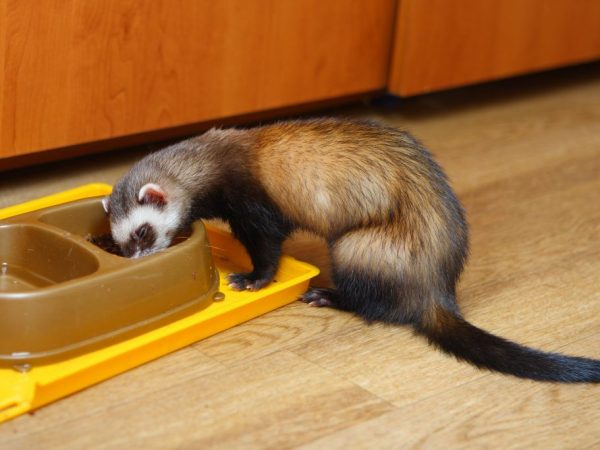 Ferret nutrisyon