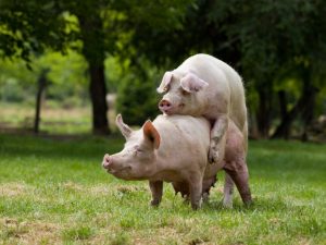 Pagsasama ng baboy at pangangaso