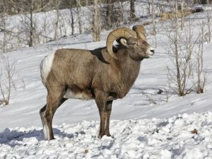 Paglalarawan ng tupa ng bighorn