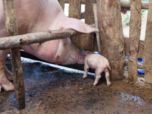 Pagpapanatili at pangangalaga ng mga baboy