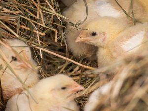 Solicox para sa mga manok ng broiler