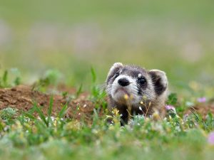 Mga katangian ng steppe ferret