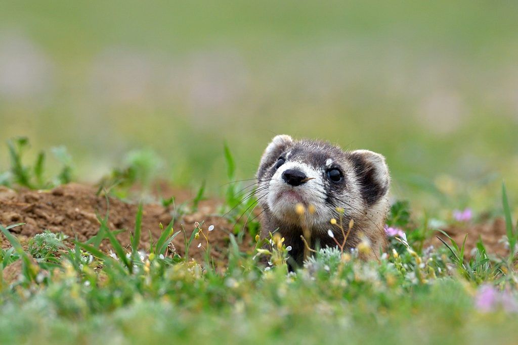 Mga katangian ng steppe ferret