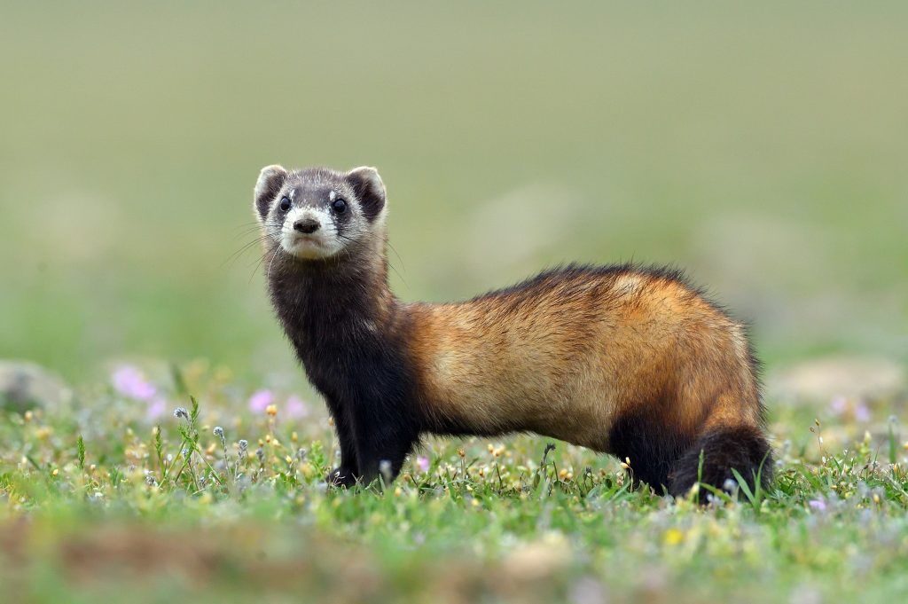 Ang hitsura ng steppe ferret