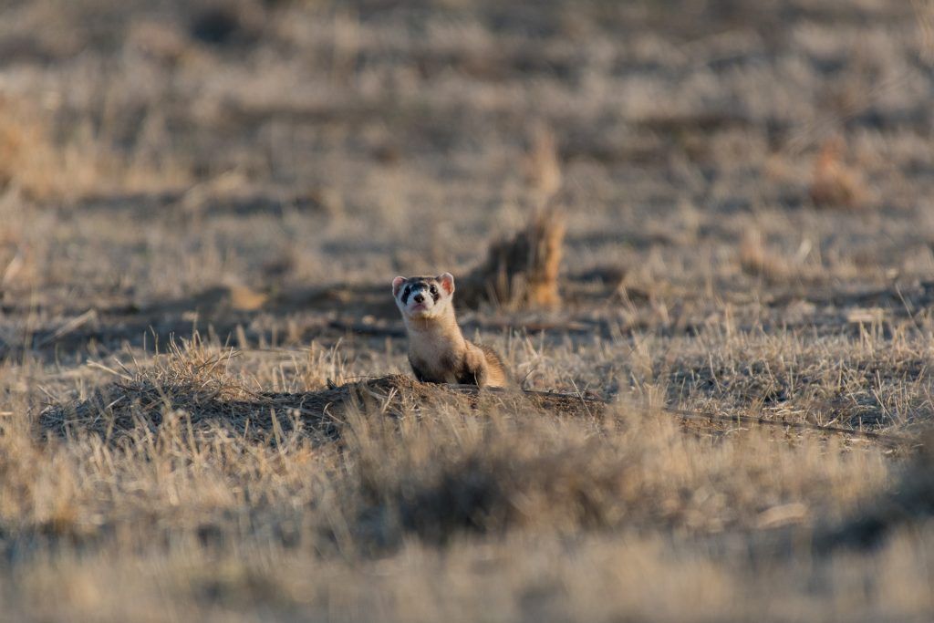 Ferret na tirahan