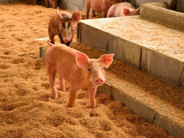 Ang positibong bahagi ng pagpapalaki ng mga baboy