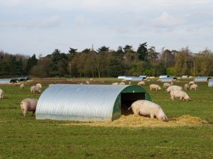 Pig farm gawin mo ito mismo