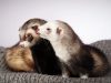 Ferrets