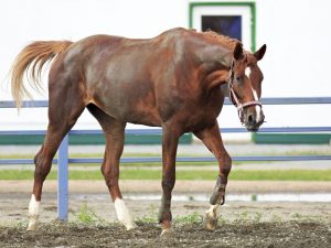 Mga Katangian ng lahi ng Trakehner horse