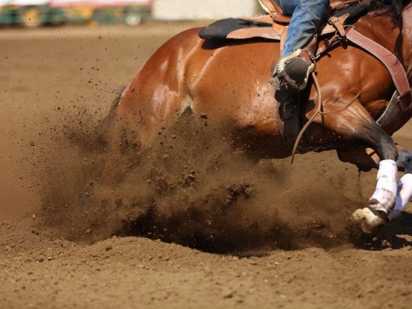  Ang kabayo ng Trakehner ay perpekto para sa anumang isport na pang-equestrian