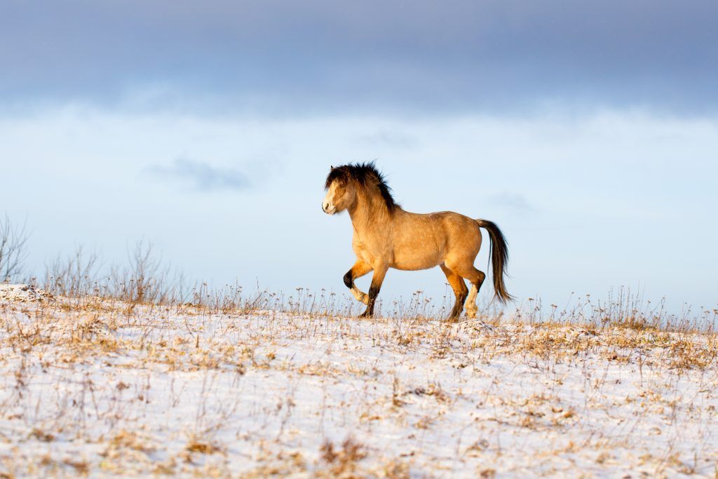 Welsh pony