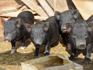 Pagpapanatiling Vietnamese piglets