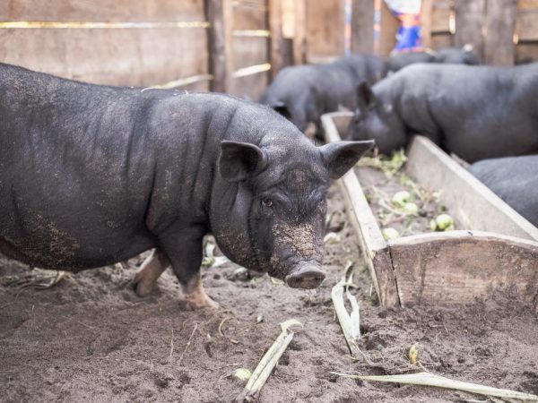 Ang hitsura ng mga Vietnamese piglets