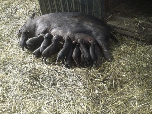 Pagpapakain ng mga Vietnamese na bagong panganak na piglet