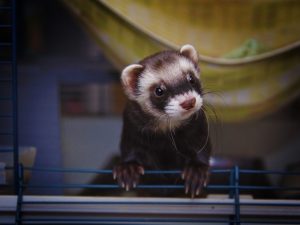 Ferret na bitamina