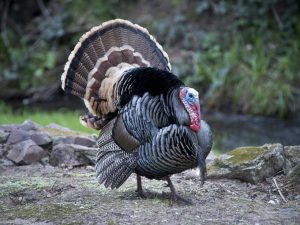 Mga panuntunan para sa pagpatay sa mga turkey sa bahay