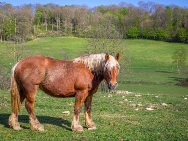 A belga nehéz teherautó megjelenése