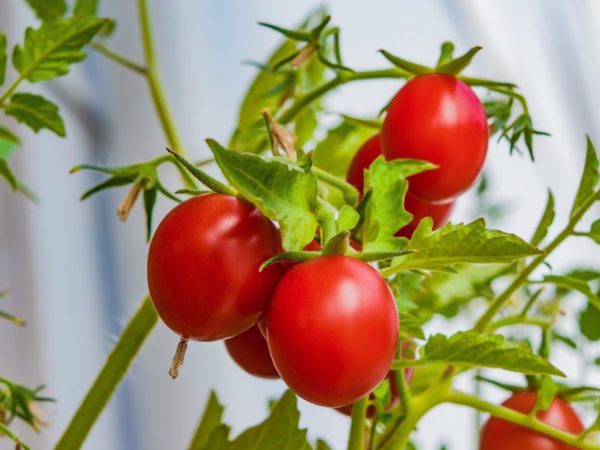 Fertilizing mga punla ng kamatis na may lebadura