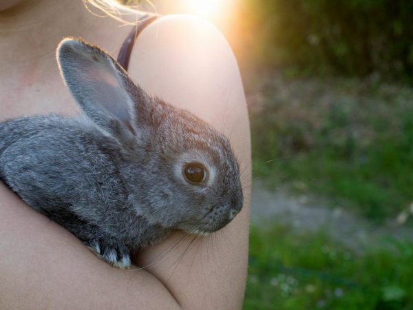 Paano mag-aalaga ng isang chinchilla rabbit