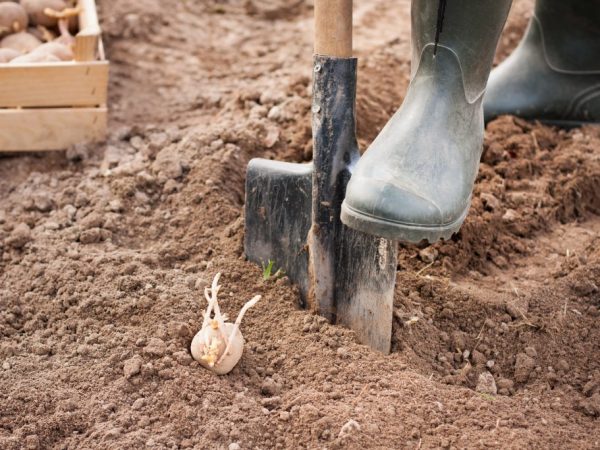 Seuls les tubercules sains conviennent à la plantation.