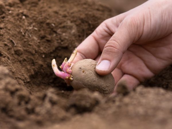 Seuls les tubercules sains peuvent être plantés