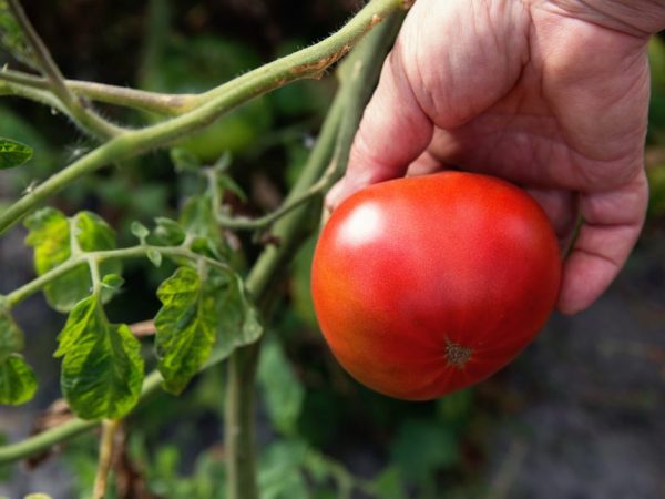 Mga katangian ng pagkakaiba-iba ng kamatis na sorpresa ng Andreevsky