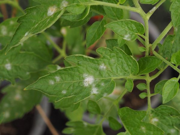 Mayroong maraming uri ng mga fungal disease