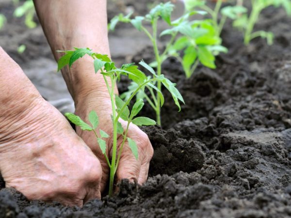 Pagkatapos ng isang buwan, ang mga punla ay maaaring itanim sa greenhouse.